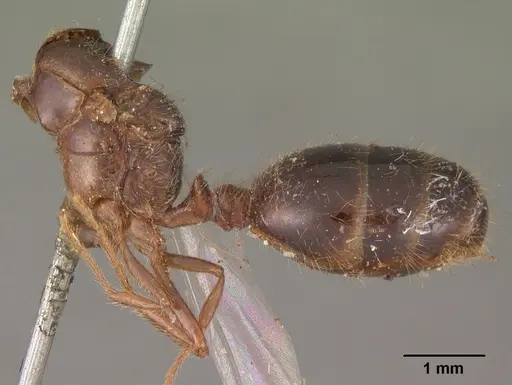 Solenopsis geminata specimen CASENT0102532 image casent0102532_4
