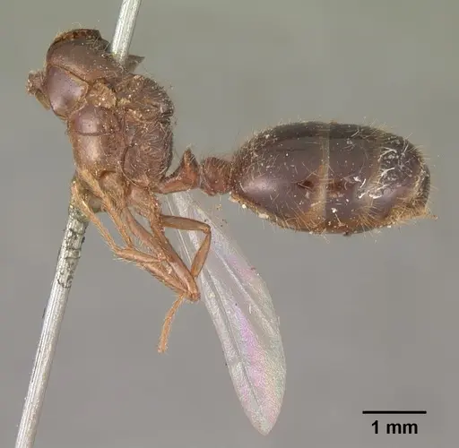 Solenopsis geminata specimen CASENT0102532 image casent0102532_5