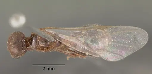Solenopsis geminata specimen CASENT0102533 image casent0102533_1