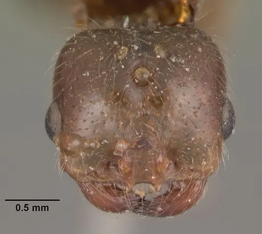 Solenopsis geminata specimen CASENT0102533 image casent0102533_2