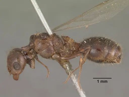 Solenopsis geminata specimen CASENT0102533 image casent0102533_3