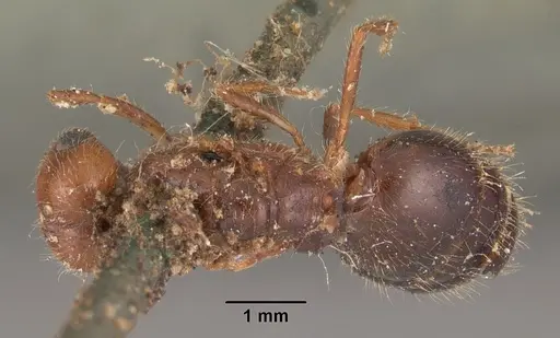 Solenopsis geminata specimen CASENT0102535 image casent0102535_1