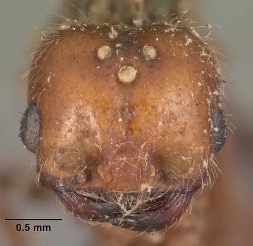 Solenopsis geminata specimen CASENT0102535 image casent0102535_2