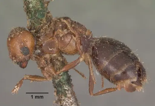 Solenopsis geminata specimen CASENT0102535 image casent0102535_3