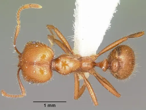Solenopsis geminata specimen CASENT0102966 image casent0102966_1