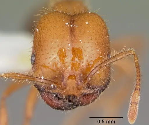 Solenopsis geminata specimen CASENT0102966 image casent0102966_2