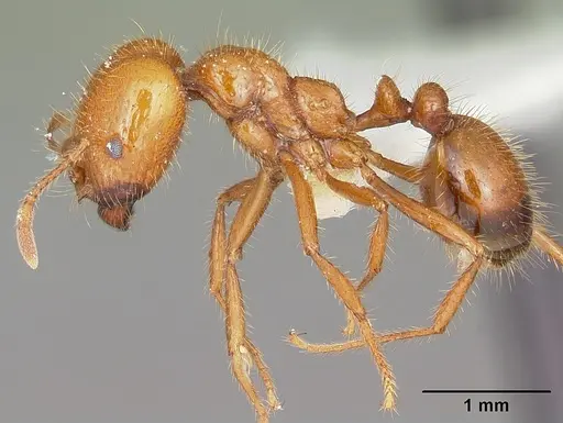 Solenopsis geminata specimen CASENT0102966 image casent0102966_3