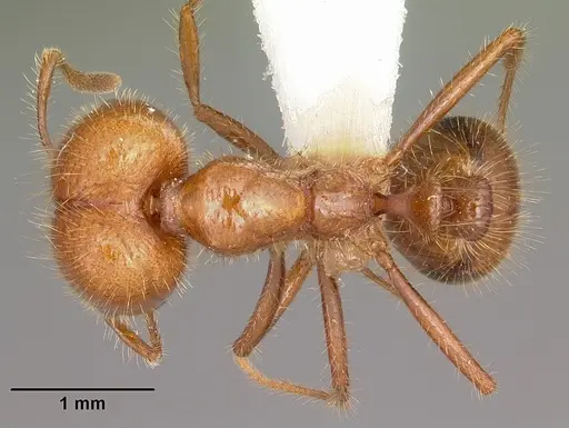 Solenopsis geminata specimen CASENT0102967 image casent0102967_1