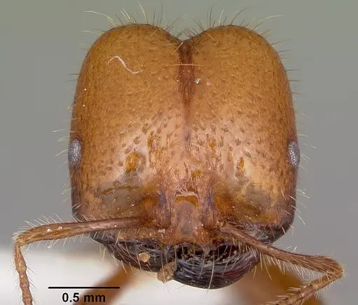 Solenopsis geminata specimen CASENT0102967 image casent0102967_2