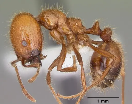 Solenopsis geminata specimen CASENT0102967 image casent0102967_3