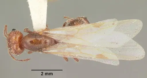 Solenopsis geminata specimen CASENT0104519 image casent0104519_1