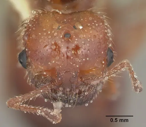 Solenopsis geminata specimen CASENT0104519 image casent0104519_2