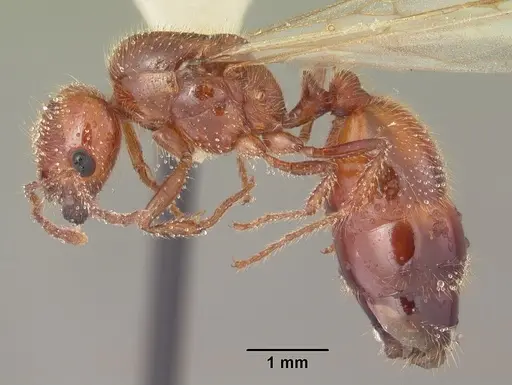 Solenopsis geminata specimen CASENT0104519 image casent0104519_3