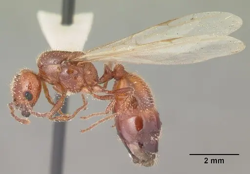 Solenopsis geminata specimen CASENT0104519 image casent0104519_4