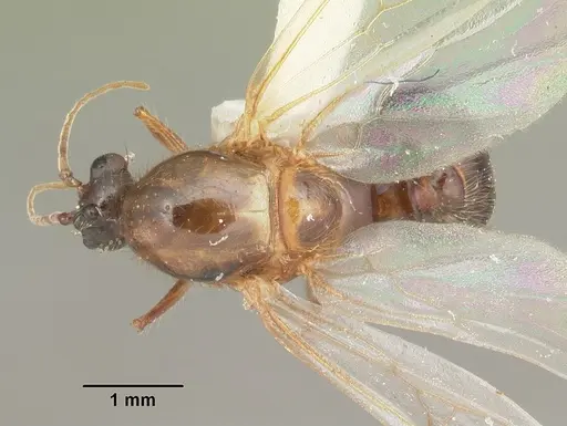 Solenopsis geminata specimen CASENT0104520 image casent0104520_1