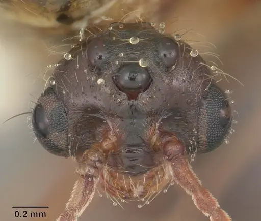 Solenopsis geminata specimen CASENT0104520 image casent0104520_2