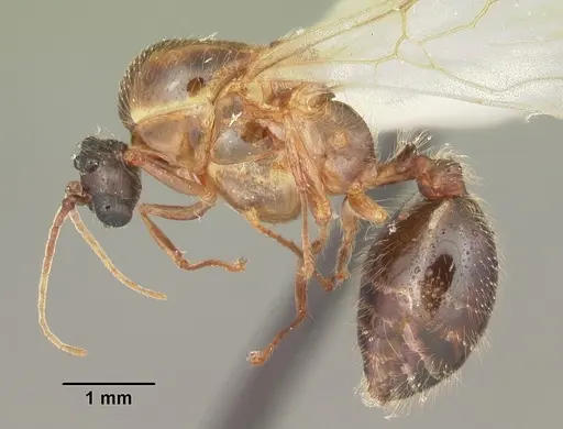 Solenopsis geminata specimen CASENT0104520 image casent0104520_3