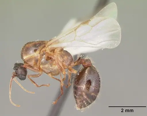 Solenopsis geminata specimen CASENT0104520 image casent0104520_4