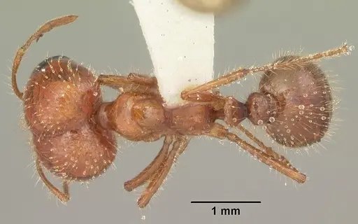 Solenopsis geminata specimen CASENT0104521 image casent0104521_1