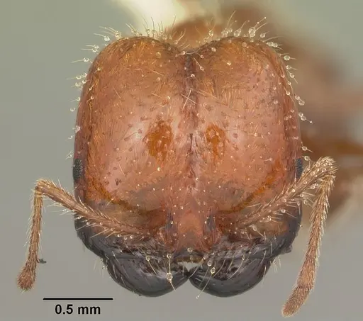 Solenopsis geminata specimen CASENT0104521 image casent0104521_2