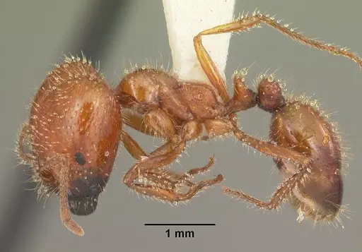 Solenopsis geminata specimen CASENT0104521 image casent0104521_3