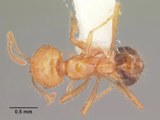 Solenopsis geminata specimen CASENT0104522 image casent0104522_1