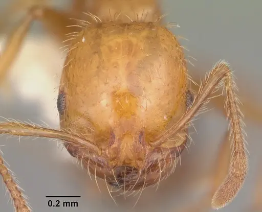 Solenopsis geminata specimen CASENT0104522 image casent0104522_2