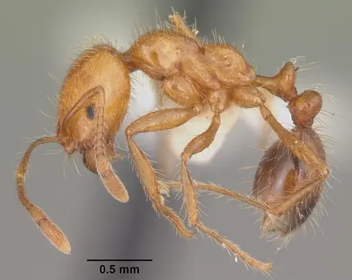 Solenopsis geminata specimen CASENT0104522 image casent0104522_3