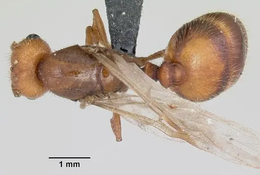 Solenopsis geminata specimen CASENT0104909 image casent0104909_1