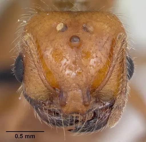 Solenopsis geminata specimen CASENT0104909 image casent0104909_2