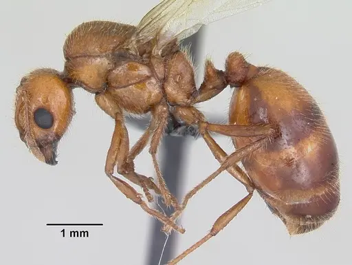 Solenopsis geminata specimen CASENT0104909 image casent0104909_3