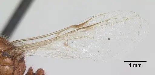 Solenopsis geminata specimen CASENT0104909 image casent0104909_4