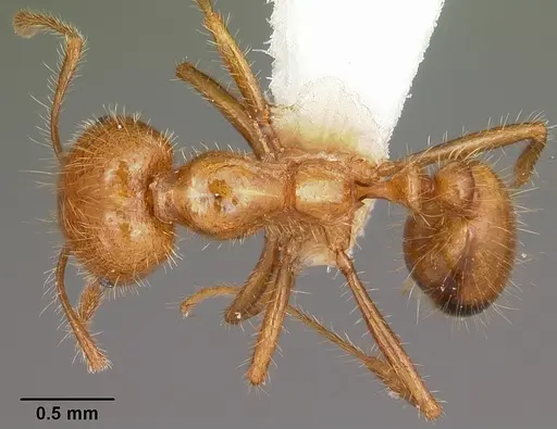 Solenopsis geminata specimen CASENT0104933 image casent0104933_1