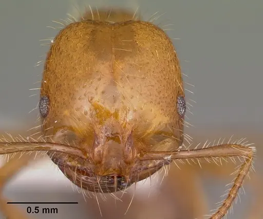 Solenopsis geminata specimen CASENT0104933 image casent0104933_2
