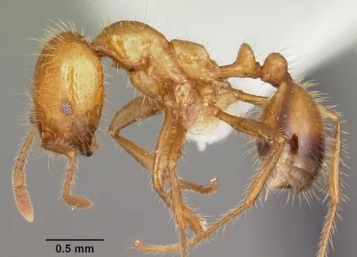 Solenopsis geminata specimen CASENT0104933 image casent0104933_3