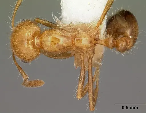 Solenopsis geminata specimen CASENT0104934 image casent0104934_1