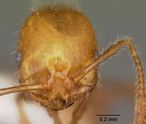 Solenopsis geminata specimen CASENT0104934 image casent0104934_2