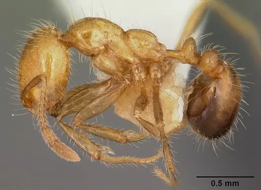 Solenopsis geminata specimen CASENT0104934 image casent0104934_3