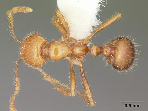 Solenopsis geminata specimen CASENT0104935 image casent0104935_1