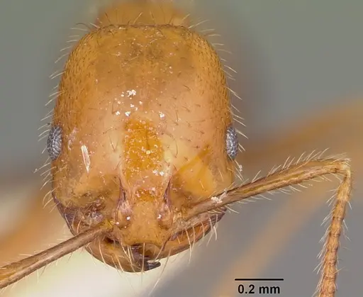 Solenopsis geminata specimen CASENT0104935 image casent0104935_2