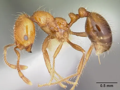 Solenopsis geminata specimen CASENT0104935 image casent0104935_3