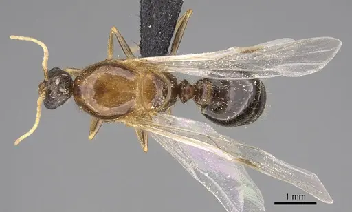 Solenopsis geminata specimen CASENT0125519 image casent0125519_1