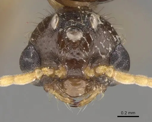 Solenopsis geminata specimen CASENT0125519 image casent0125519_2