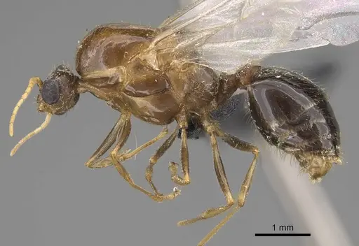 Solenopsis geminata specimen CASENT0125519 image casent0125519_3