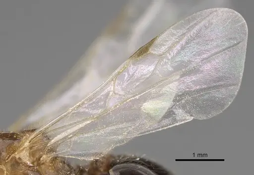 Solenopsis geminata specimen CASENT0125519 image casent0125519_4