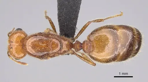 Solenopsis geminata specimen CASENT0125920 image casent0125920_1
