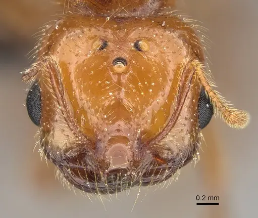 Solenopsis geminata specimen CASENT0125920 image casent0125920_2