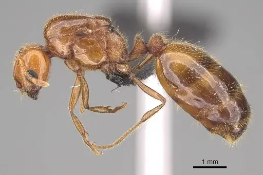 Solenopsis geminata specimen CASENT0125920 image casent0125920_3