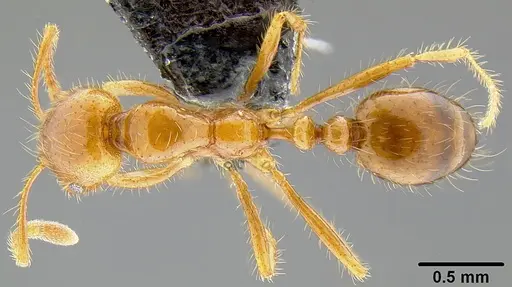 Solenopsis geminata specimen CASENT0171029 image casent0171029_1
