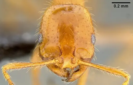 Solenopsis geminata specimen CASENT0171029 image casent0171029_2